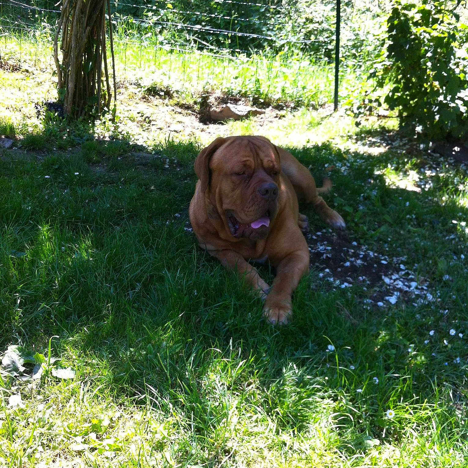 Dexter