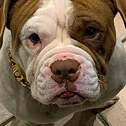 Toupak participe au concours pour gagner de l'argent avec cette photo : dog, bulldog, pet, close_up, face, wrinkles, brown_and_white, curious, looking_up, collar, floor, indoor, portrait, animal, canine, mammal, pet_accessory, expression, head, ears