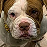 dog, bulldog, pet, close_up, face, wrinkles, brown_and_white, curious, looking_up, collar, floor, indoor, portrait, animal, canine, mammal, pet_accessory, expression, head, ears