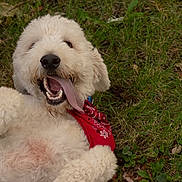 Wally is registered to the contest to win money with this photo: bandana, closeup, dog, fluffy, grass, happy, leaf_litter, lying_on_back, mouth_open, nature, nose, outdoor, paw, pet, playful, puppy, smile, teeth, tongue_out, white_fur
