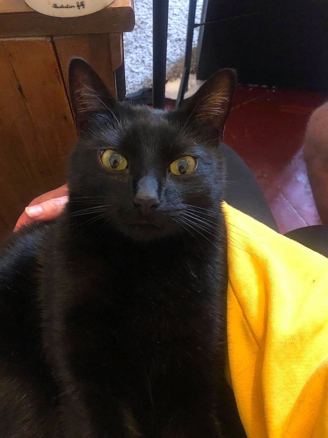 Elliot participe au concours pour gagner de l'argent avec cette photo : black_cat, carnivore, cat, comfort, domestic_short_haired_cat, felidae, fur, small_to_medium_sized_cats, snout, terrestrial_animal, whiskers