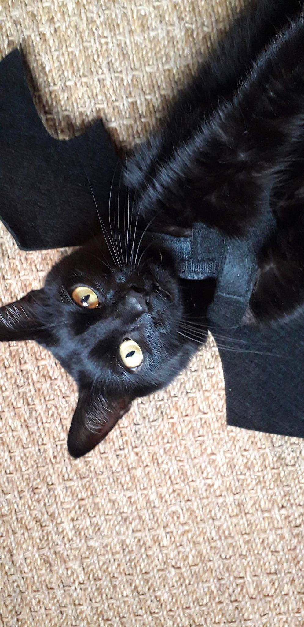 Elliot a rejoint le concours — aidez-le/la à gagner de superbes lots ! black_cat, bombay, carnivore, cat, claw, comfort, dog_breed, domestic_short_haired_cat, electric_blue, eye, felidae, foot, fur, paw, plant, small_to_medium_sized_cats, snout, tail, terrestrial_animal, whiskers