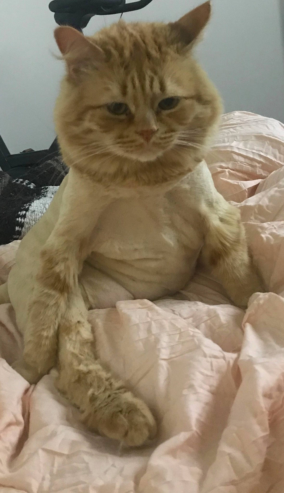 Bentlee joined the competition — help win amazing prizes! asian, australian_mist, british_semi_longhair, carnivore, cat, domestic_short_haired_cat, ear, european_shorthair, fawn, felidae, fur, kitten, persian, polydactyl_cat, small_to_medium_sized_cats, tabby_cat, whiskers