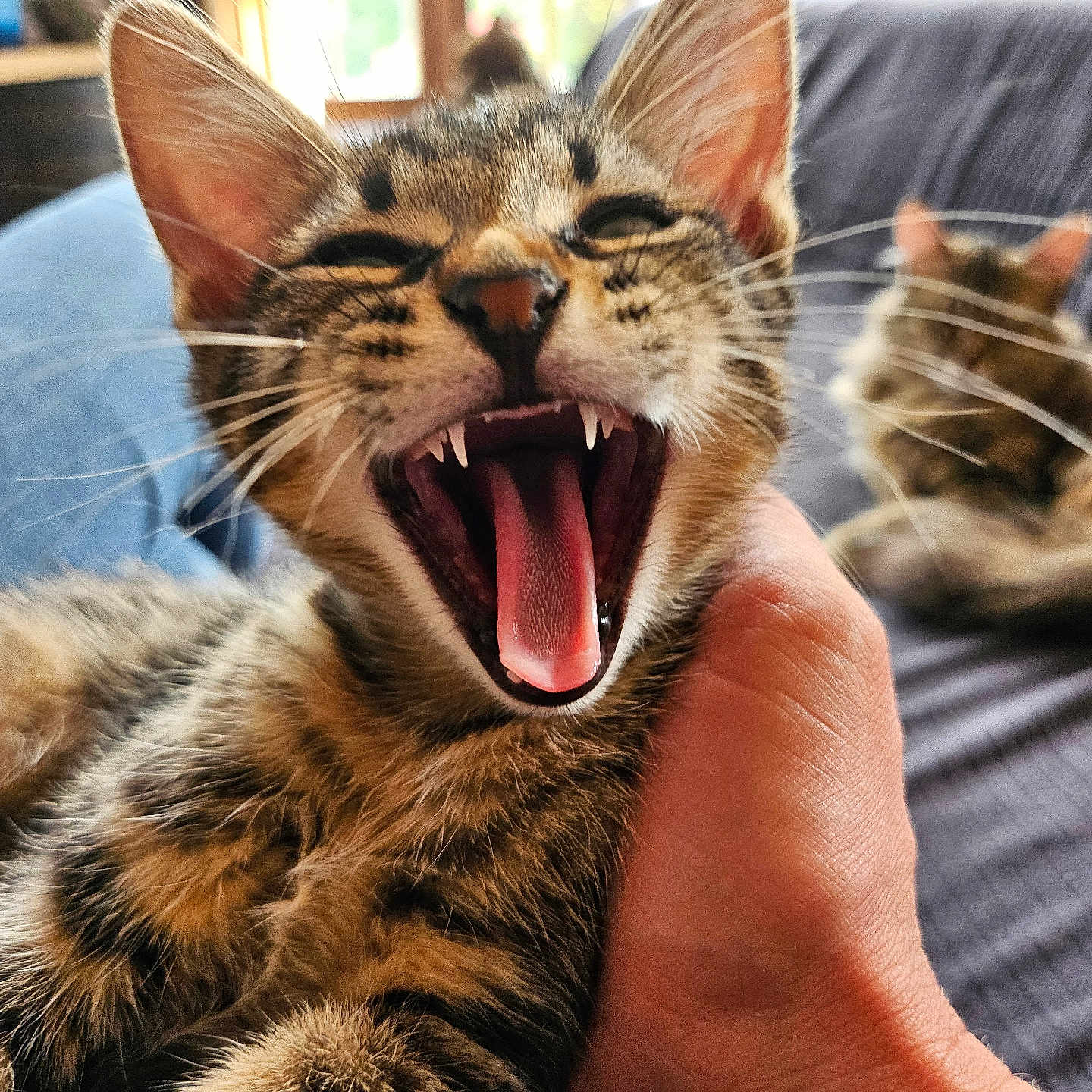 Despé a rejoint le concours — aidez-le/la à gagner de superbes lots ! abyssinian, animal, bodypart, cat, chair, couch, face, finger, furniture, hand, head, kitten, manx, mouth, person, pet, photography, portrait, teeth, tongue