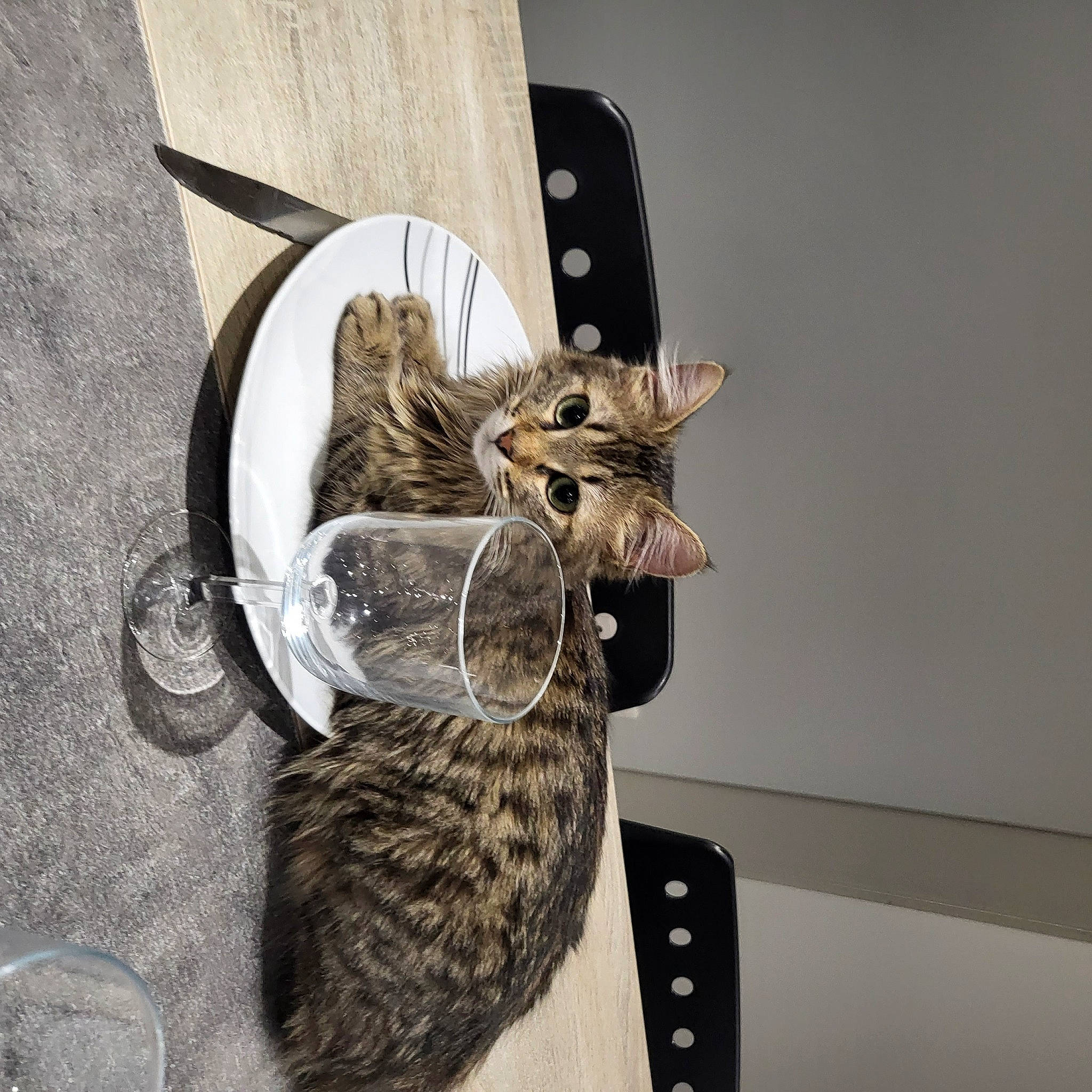 Princesse participe au concours pour gagner de l'argent avec cette photo : bag, carnivore, cat, comfort, domestic_short_haired_cat, fashion_accessory, fawn, feather, felidae, fur, grey, hat, pattern, shelf, small_to_medium_sized_cats, snout, tail, whiskers