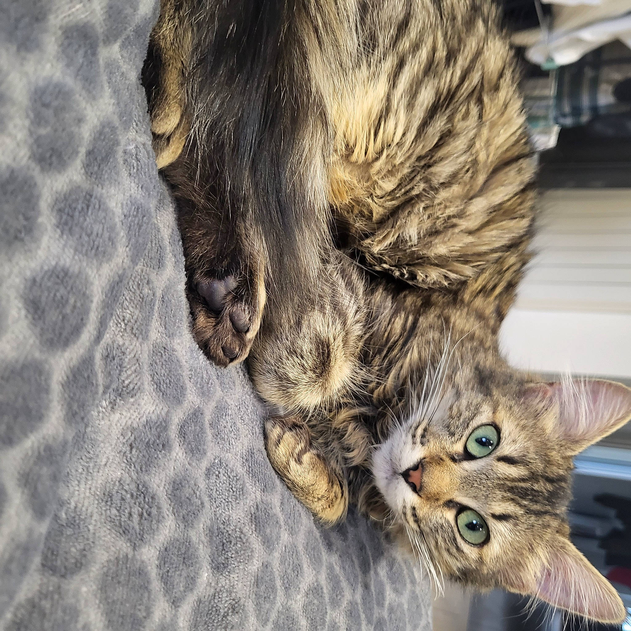 Princesse a rejoint le concours — aidez-le/la à gagner de superbes lots ! carnivore, cat, claw, domestic_short_haired_cat, ear, felidae, foot, fur, gesture, human_leg, nap, pattern, paw, small_to_medium_sized_cats, snout, tail, tree, whiskers, wildlife