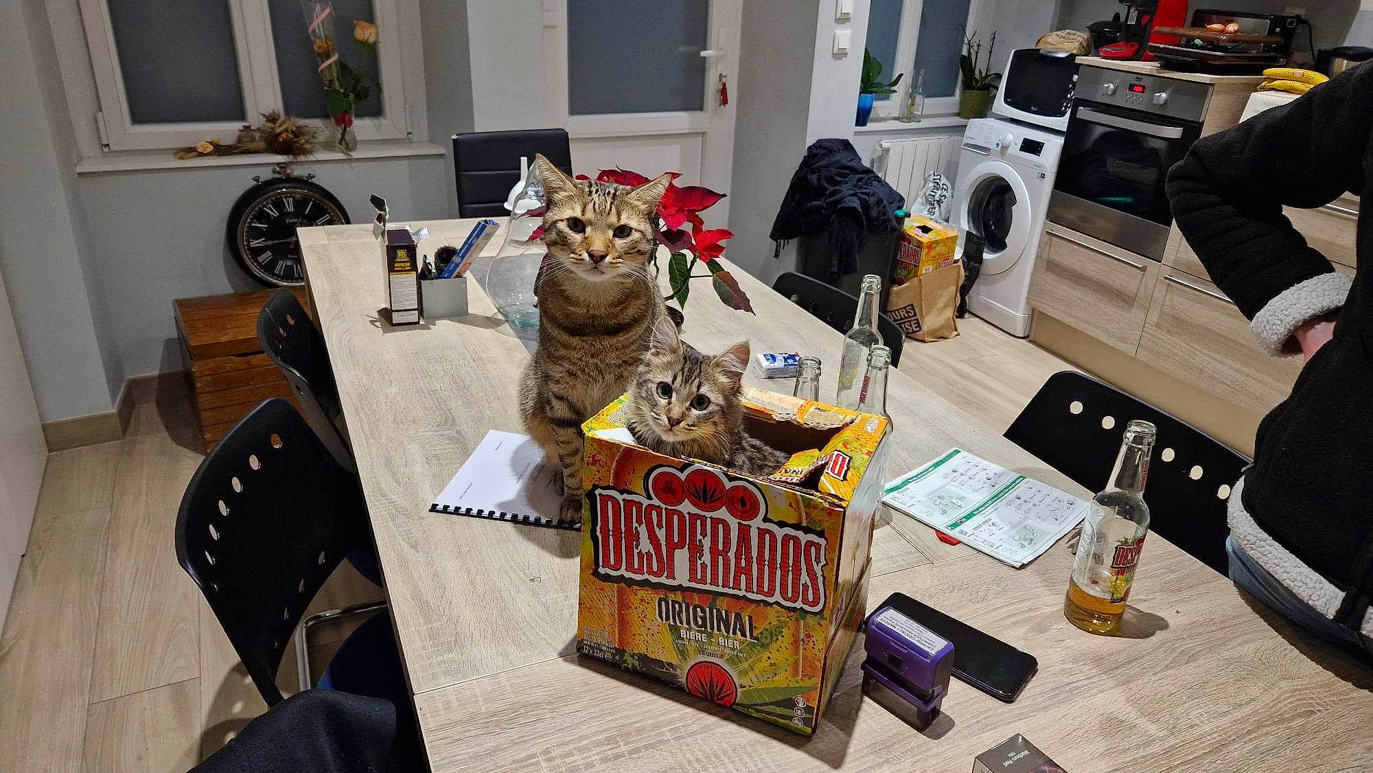 Princesse a rejoint le concours — aidez-le/la à gagner de superbes lots ! audio_equipment, cat, chair, desk, event, felidae, flooring, fur, home_appliance, linens, office_equipment, publication, room, small_to_medium_sized_cats, stuffed_toy, table, tableware, toy, visual_arts, whiskers