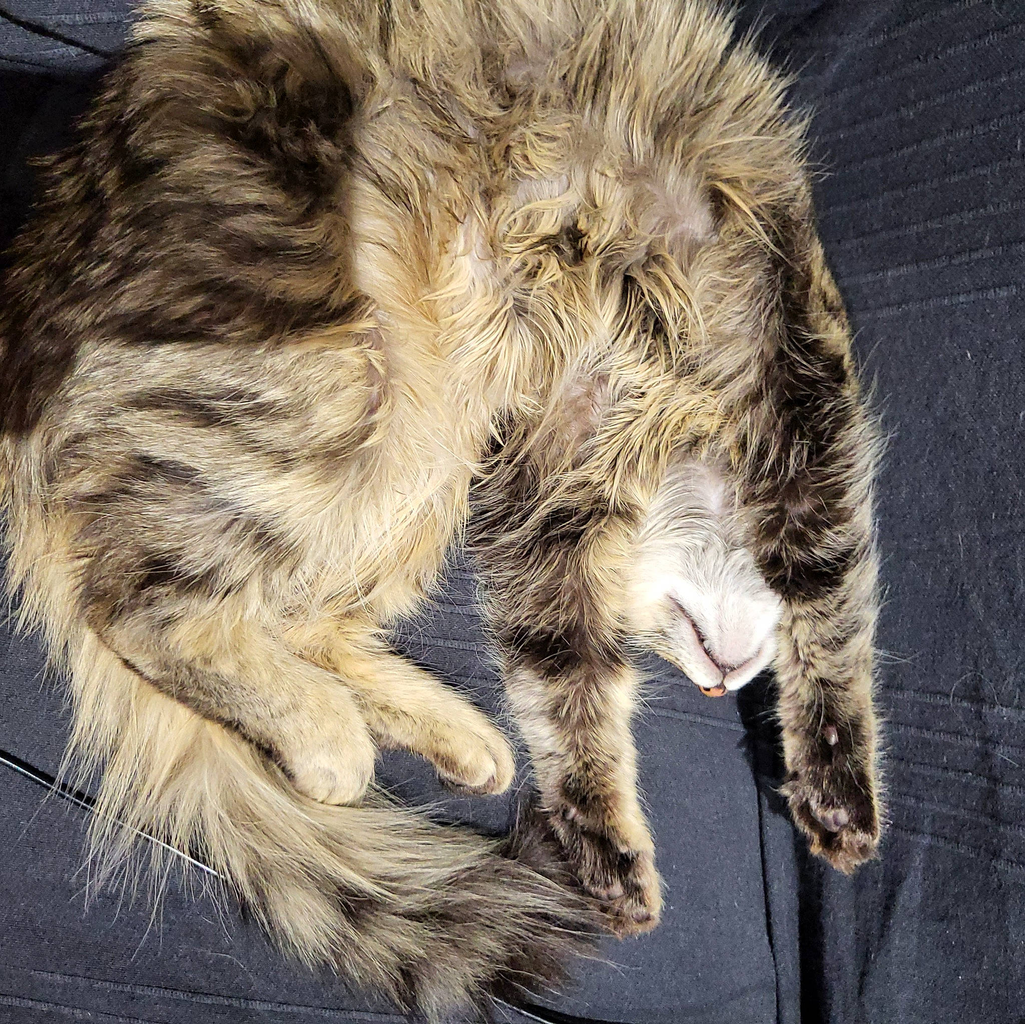 Princesse participe au concours pour gagner de l'argent avec cette photo : carnivore, cat, claw, domestic_short_haired_cat, felidae, foot, fur, hand, nap, paw, sleep, small_to_medium_sized_cats, snout, tail, terrestrial_animal, whiskers, wildlife