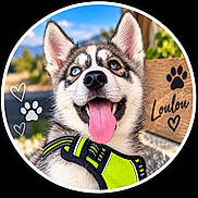 Balthazar a rejoint le concours — aidez-le/la à gagner de superbes lots ! blue_eye, brown_eye, canine, circular_frame, close_up, dog, fluffy, fur, harness, husky, neon_green, outdoor, paw_print, pointed_ears, portrait, puppy, smiling, sunny, tongue_out, wooden_sign