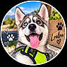 dog, husky, puppy, canine, portrait, close_up, smiling, tongue_out, blue_eye, brown_eye, fluffy, fur, pointed_ears, harness, neon_green, outdoor, sunny, paw_print, wooden_sign, circular_frame