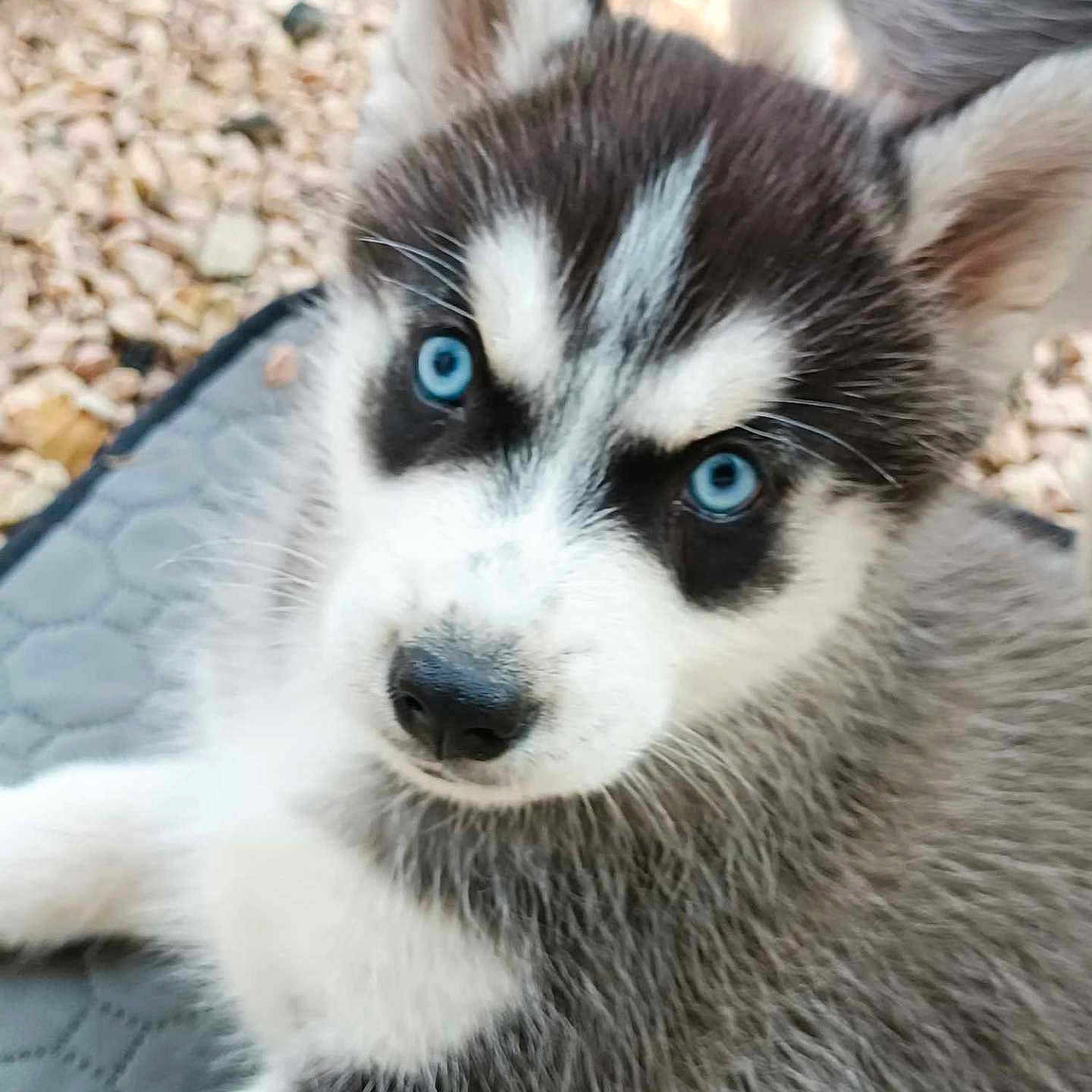 Sky a rejoint le concours — aidez-le/la à gagner de superbes lots ! animal, canine, dog, eskimodog, husky, pet, puppy, snout