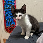 Otis joined the competition — help win amazing prizes! kitten, cat, black_and_white, pet, indoor, bed, fabric, skateboard, graffiti, wall, floor, furniture, cute, animal, young, small, domestic, curious, sitting, whiskers