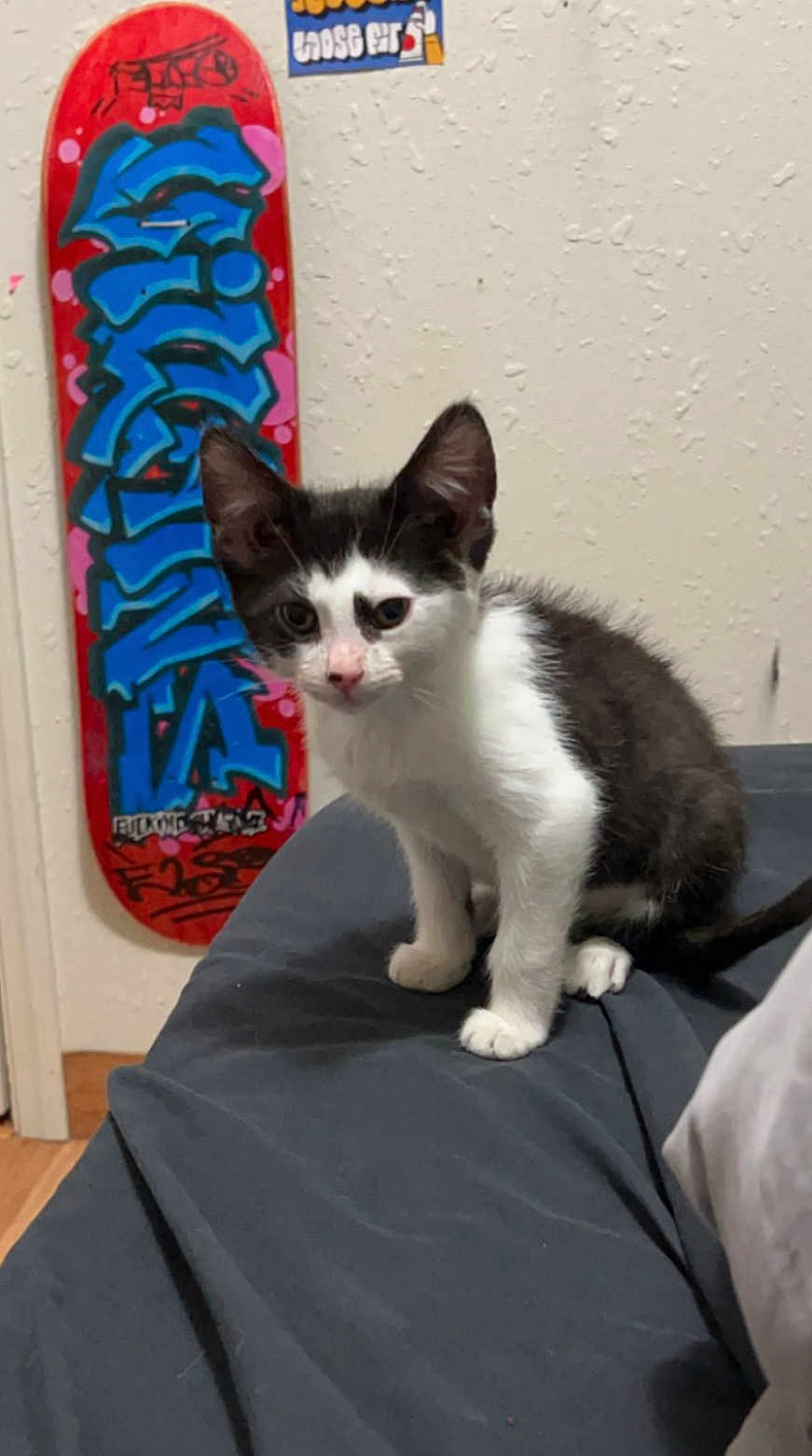 Otis joined the competition — help win amazing prizes! kitten, cat, black_and_white, pet, indoor, bed, fabric, skateboard, graffiti, wall, floor, furniture, cute, animal, young, small, domestic, curious, sitting, whiskers