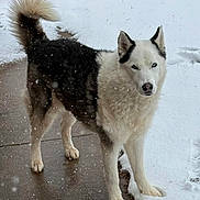 Bandit is registered to the contest to win money with this photo: dog, husky, snow, winter, animal, pet, outdoor, fur, canine, paw, sidewalk, snowfall, cold, black_and_white, curled_tail, alert, standing, nature, weather, mammal