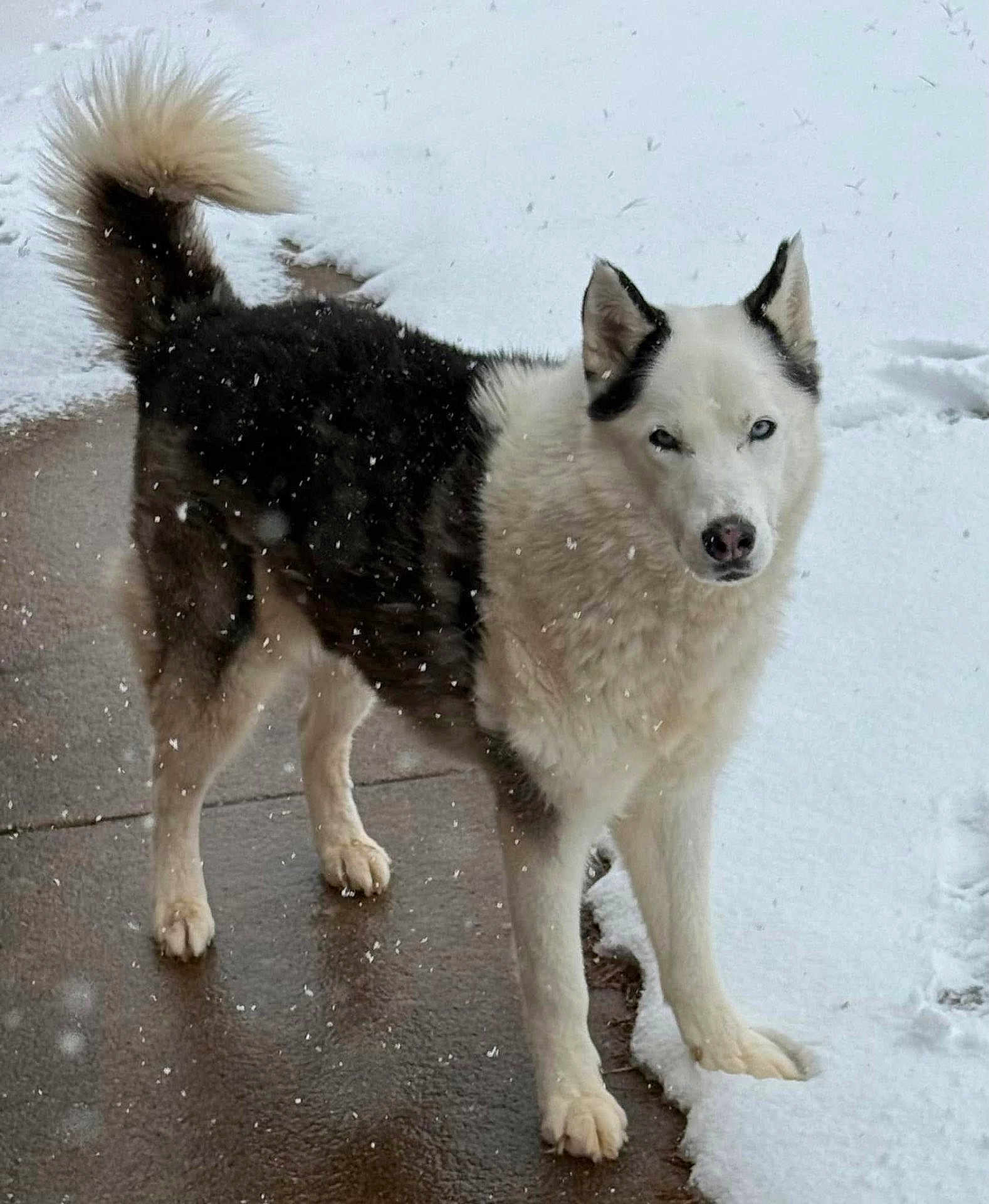 Bandit is registered to the contest to win money with this photo: dog, husky, snow, winter, animal, pet, outdoor, fur, canine, paw, sidewalk, snowfall, cold, black_and_white, curled_tail, alert, standing, nature, weather, mammal