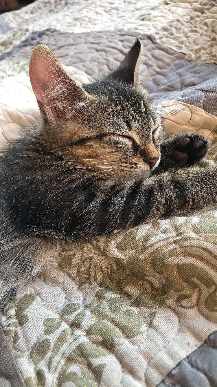 Plume participe au concours pour gagner de l'argent avec cette photo : aegean_cat, american_shorthair, asian, california_spangled, carnivore, cat, domestic_short_haired_cat, dragon_li, egyptian_mau, european_shorthair, fawn, felidae, fur, kitten, mammal, pixie_bob, small_to_medium_sized_cats, tabby_cat, whiskers, wild_cat