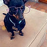dog, small_dog, black_dog, collar, pet_tag, glasses_filter, ears, sitting, couch, indoor, tile_floor, stone_wall, brown_paws, pet, cute, animal, portrait, house, filter, accessory