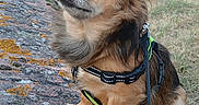 Roxy a rejoint le concours — aidez-le/la à gagner de superbes lots ! dog, small_dog, fluffy, leash, harness, sitting, brick_wall, moss, outdoor, grass, tree, sunny, nature, pet, canine, closeup, side_view, fence, house, calm