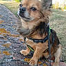 dog, small_dog, fluffy, leash, harness, sitting, brick_wall, moss, outdoor, grass, tree, sunny, nature, pet, canine, closeup, side_view, fence, house, calm