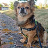 dog, small_dog, leash, harness, brick_wall, moss, outdoor, grass, tree, sunny, sky, pet, canine, nature, animal, sitting, fur, ears, sidewalk, daytime