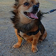 Roxy participe au concours pour gagner de l'argent avec cette photo : dog, small_dog, outdoor, harness, tongue_out, happy, pet, animal, walking, gravel, sunny, fur, ears, leash, side_view, nature, grass, house, daytime, closeup