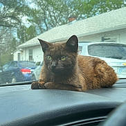 Tazz is registered to the contest to win money with this photo: animal, brown_cat, car_interior, cat, dashboard, daytime, domestic_animal, feline, fur, green_eyes, house, looking, outdoor_view, parked_cars, pet, resting, suburban, trees, vehicle, window