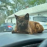 animal, brown_cat, car_interior, cat, dashboard, daytime, domestic_animal, feline, fur, green_eyes, house, looking, outdoor_view, parked_cars, pet, resting, suburban, trees, vehicle, window