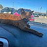 Tazz joined the competition — help win amazing prizes! animal, blue_sky, brown_cat, car_interior, cars, cat, dashboard, daytime, domestic_animal, feline, leisure, outdoor_view, parking_lot, pet, relaxed, resting, sunlight, sunny, vehicle, window