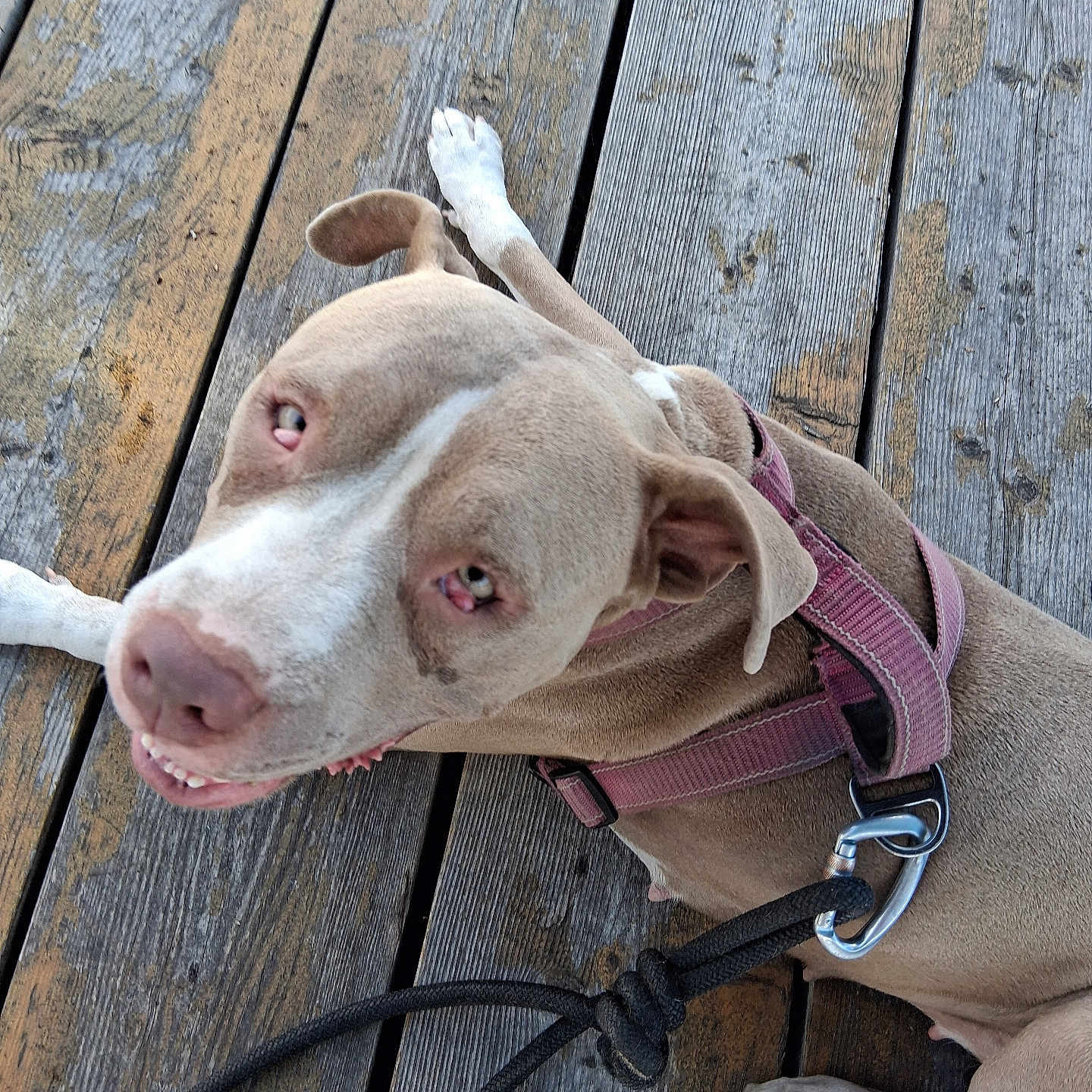 Nova is registered to the contest to win money with this photo: accessories, animal, boardwalk, bulldog, canine, collar, dog, hardwood, harness, hound, labradorretriever, leash, pet, pitbull, plywood, pointer, puppy, snout, strap, wood