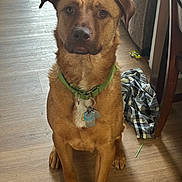 Oscar is registered to the contest to win money with this photo: animal, brown_dog, canine, collar, couch, dog, domestic, ears, floor, fur, furniture, green_collar, household, indoor, looking, pet, plaid_shirt, sitting, tags, wooden_floor