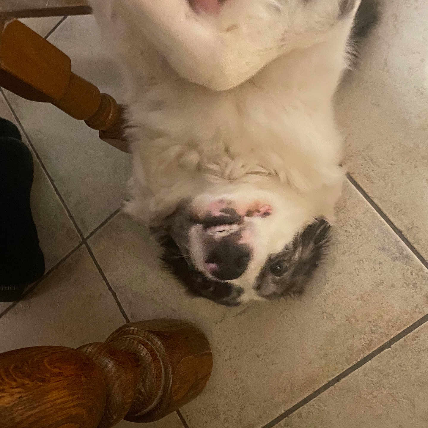 Palma participe au concours pour gagner de l'argent avec cette photo : animal, black_and_white, canine, chair_leg, companion, dog, domestic_animal, floor, friendly, fur, hand, indoor, paw, petting, playing, relaxed, tile, upside_down, white_fur, wood