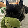 dog, french_bulldog, plush_toy, green, sleeping, bed, close_up, indoor, pet, cute, cozy, resting, animal, snout, ears, soft_toy, comfort, relaxation, domestic, portrait