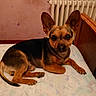 Iron participe au concours pour gagner de l'argent avec cette photo : animal, bed, black, brown, canine, cozy, cute, dog, ears, floor, fur, furniture, headboard, indoor, laying, looking, pet, radiator, resting, small