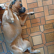 Chanel a rejoint le concours — aidez-le/la à gagner de superbes lots ! animal, back, bodypart, boxer, bulldog, canine, dog, flagstone, frenchbulldog, hound, indoors, interiordesign, path, pet, pitbull, pug, puppy, tile, walkway, wood