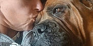 Chanel participe au concours pour gagner de l'argent avec cette photo : animal, blanket, boxer, bulldog, canine, clothing, dog, face, frenchbulldog, head, kissing, knitwear, person, pet, photography, pitbull, portrait, puppy, romantic, sleeping