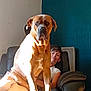 Chanel participe au concours pour gagner de l'argent avec cette photo : adult, animal, boxer, bulldog, canine, chair, couch, cushion, dog, face, furniture, head, homedecor, male, man, person, pet, photography, portrait, sitting