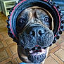 Chanel a rejoint le concours — aidez-le/la à gagner de superbes lots ! animal, boxer, bulldog, canine, clothing, computerhardware, dog, electronics, frenchbulldog, hardware, hat, indoors, interiordesign, monitor, person, pet, pitbull, puppy, screen, tv