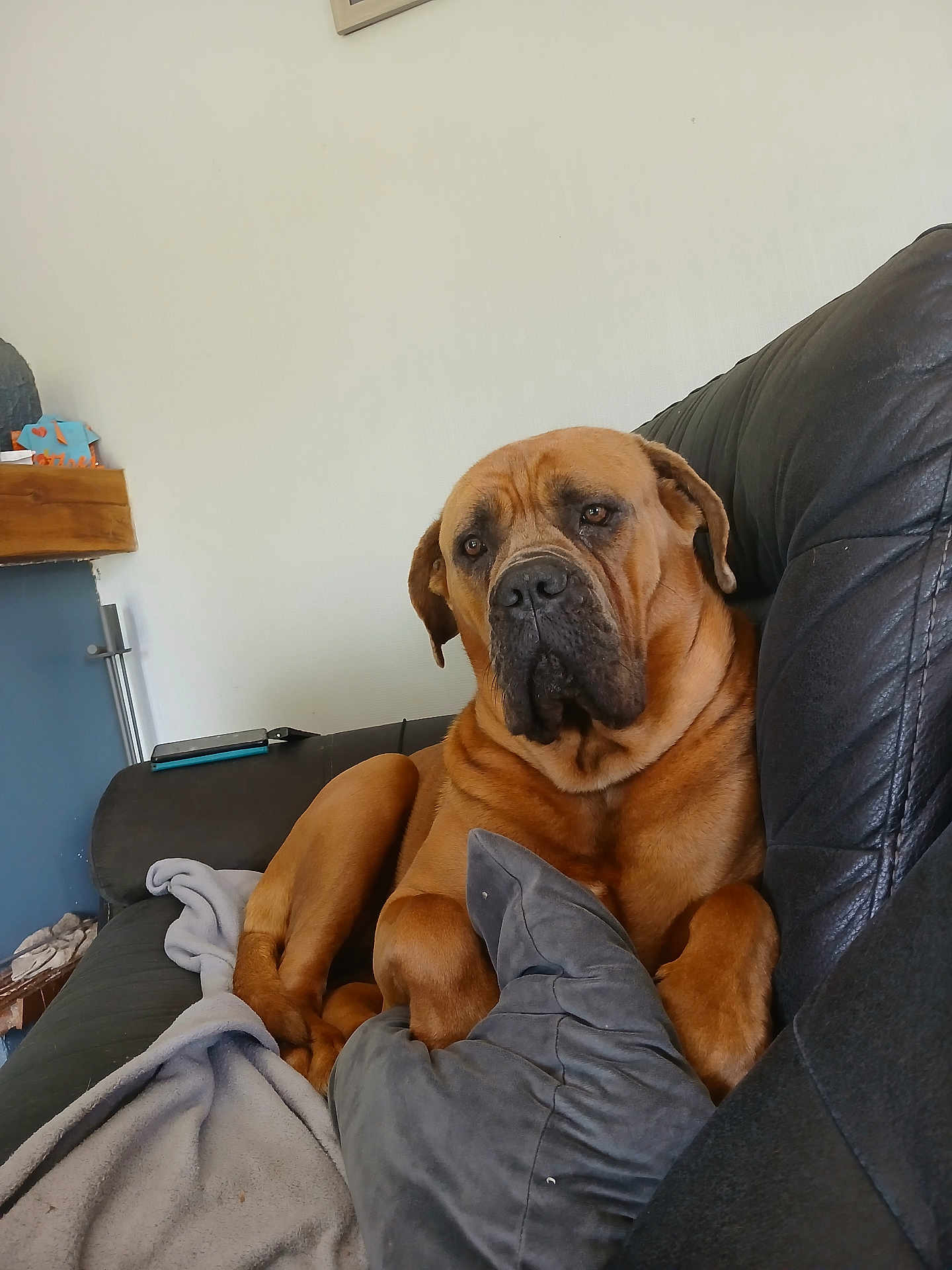Chanel participe au concours pour gagner de l'argent avec cette photo : accessories, animal, architecture, bag, boxer, building, bulldog, canine, chair, couch, cushion, dog, electronics, furniture, handbag, homedecor, mobilephone, person, pet, phone