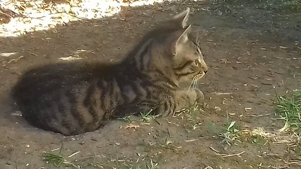 Jack participe au concours pour gagner de l'argent avec cette photo : asian, bengal, carnivore, cat, domestic_short_haired_cat, dragon_li, european_shorthair, fawn, felidae, grass, mammal, small_to_medium_sized_cats, snout, tabby_cat, tail, vertebrate, whiskers, wild_cat