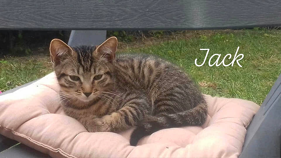 Jack participe au concours pour gagner de l'argent avec cette photo : american_shorthair, asian, australian_mist, bengal, california_spangled, carnivore, cat, domestic_short_haired_cat, dragon_li, european_shorthair, felidae, kitten, mammal, ocicat, pixie_bob, small_to_medium_sized_cats, tabby_cat, toyger, vertebrate, whiskers