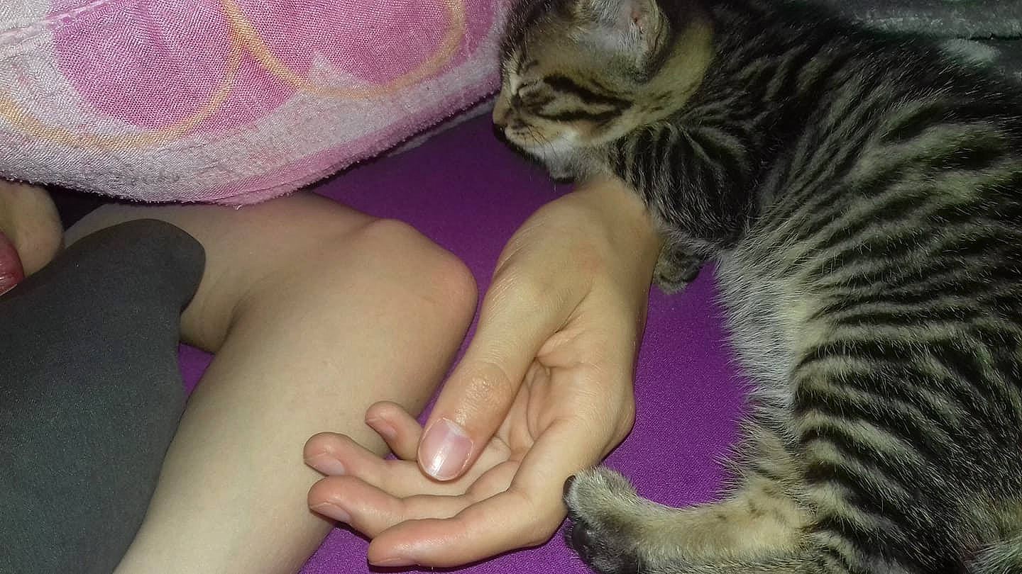 Jack participe au concours pour gagner de l'argent avec cette photo : asian, carnivore, cat, claw, domestic_short_haired_cat, donskoy, european_shorthair, fawn, felidae, finger, hand, kitten, nail, pixie_bob, polydactyl_cat, skin, small_to_medium_sized_cats, sphynx, whiskers