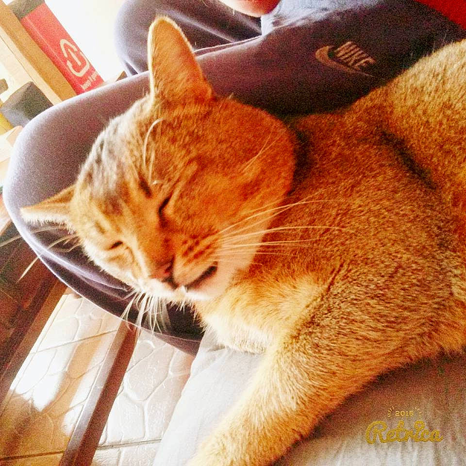 Noisette participe au concours pour gagner de l'argent avec cette photo : asian, carnivore, cat, domestic_short_haired_cat, ear, european_shorthair, fawn, felidae, fur, kitten, nap, small_to_medium_sized_cats, snout, tabby_cat, tail, whiskers