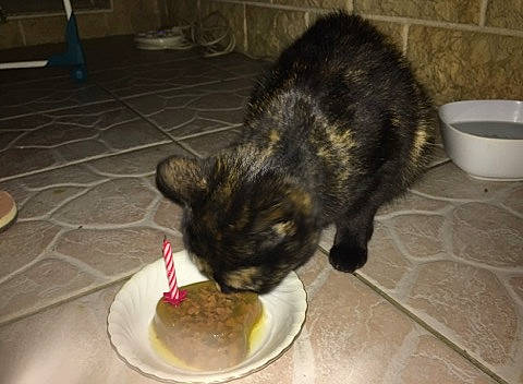 Plume participe au concours pour gagner de l'argent avec cette photo : carnivore, cat, cat_food, domestic_short_haired_cat, european_shorthair, felidae, german_rex, kitten, small_to_medium_sized_cats, tail, whiskers