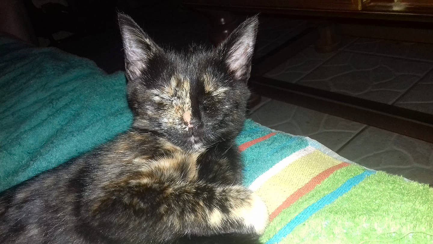 Plume a rejoint le concours — aidez-le/la à gagner de superbes lots ! black_cat, cat, cat_like_mammal, domestic_short_haired_cat, european_shorthair, fauna, fur, kitten, korat, small_to_medium_sized_cats, snout, tail, whiskers