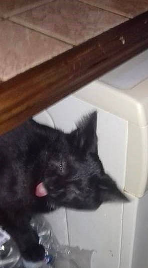 Xena  a rejoint le concours — aidez-le/la à gagner de superbes lots ! black_cat, canidae, carnivore, cat, dog_breed, domestic_short_haired_cat, ear, felidae, fur, kitten, small_to_medium_sized_cats, tail, whiskers