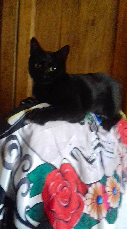 Xena  participe au concours pour gagner de l'argent avec cette photo : american_shorthair, asian, black, black_cat, carnivore, cat, domestic_short_haired_cat, ear, fawn, felidae, kitten, mammal, small_to_medium_sized_cats, tail, whiskers