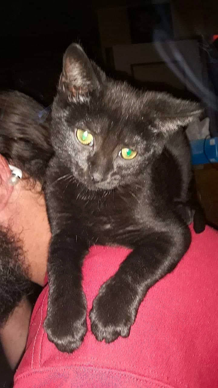 Xena  participe au concours pour gagner de l'argent avec cette photo : asian, black_cat, bombay, burmese, carnivoran, cat, cat_like_mammal, chartreux, domestic_short_haired_cat, european_shorthair, fur, german_rex, havana_brown, kitten, korat, paw, russian_blue, small_to_medium_sized_cats, snout, whiskers