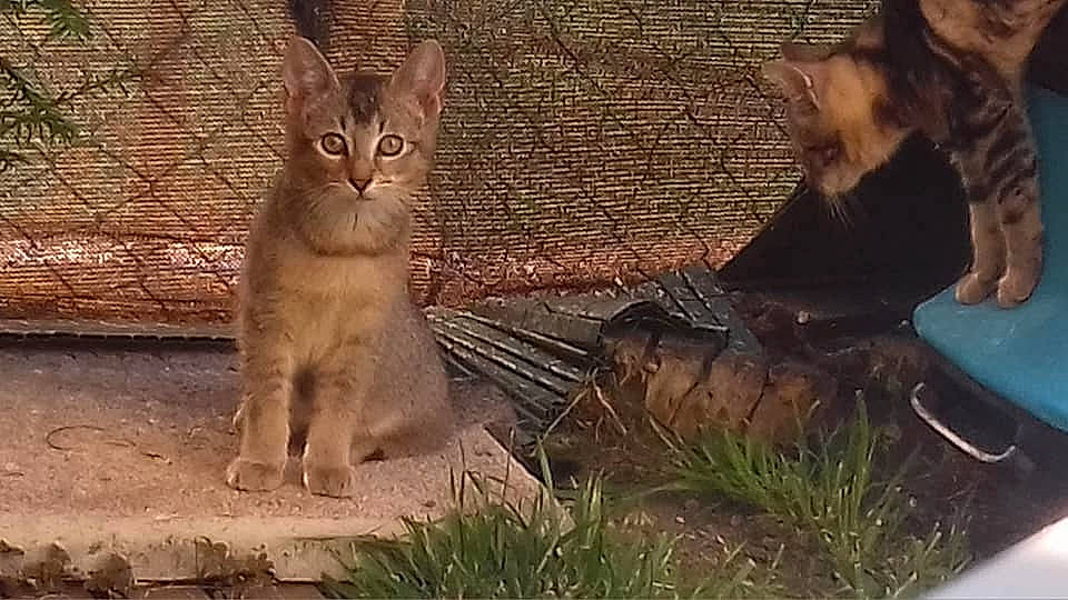 Junior a rejoint le concours — aidez-le/la à gagner de superbes lots ! abyssinian, asian, carnivore, cat, chausie, domestic_short_haired_cat, european_shorthair, felidae, kitten, mammal, organism, pixie_bob, small_to_medium_sized_cats, snout, somali, tabby_cat, vertebrate, whiskers, wild_cat, wildlife