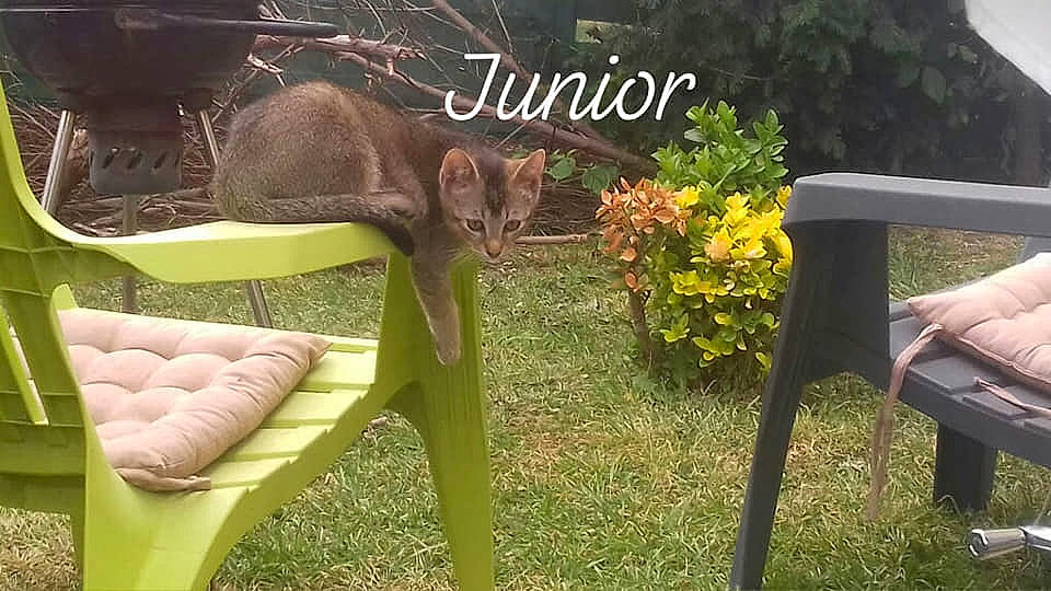 Junior participe au concours pour gagner de l'argent avec cette photo : chair, fawn, furniture, grass, lawn, outdoor_furniture, plant, table, wildlife