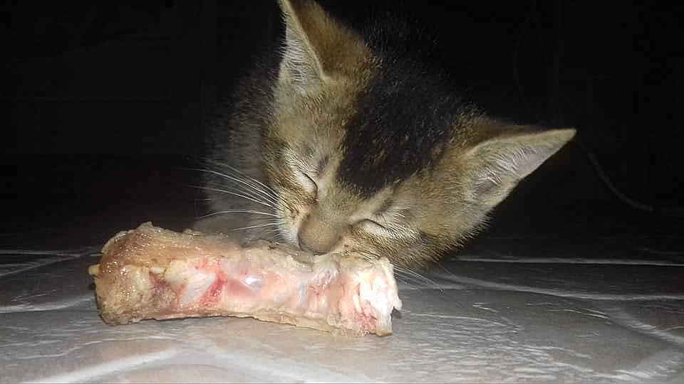 Junior a rejoint le concours — aidez-le/la à gagner de superbes lots ! aegean_cat, asian, carnivore, cat, claw, domestic_short_haired_cat, ear, european_shorthair, felidae, fur, german_rex, kitten, laperm, polydactyl_cat, small_to_medium_sized_cats, snout, tabby_cat, whiskers